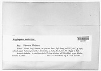Leptosphaeria acuta image